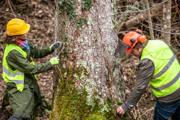 Loma Linda, CA Tree Services Company