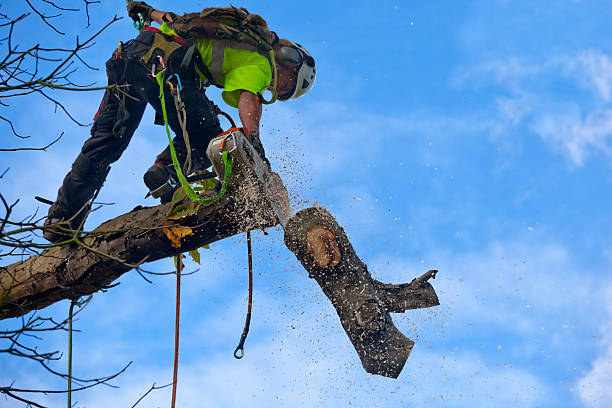 Tree and Shrub Care in Loma Linda, CA